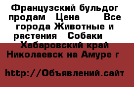 Французский бульдог продам › Цена ­ 1 - Все города Животные и растения » Собаки   . Хабаровский край,Николаевск-на-Амуре г.